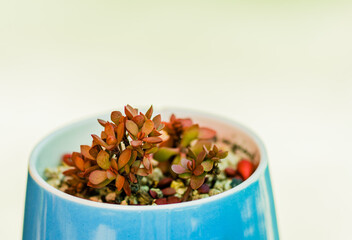 Small house plant in blue cup