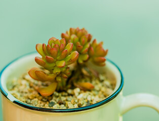 Closeup of green succulent cactus