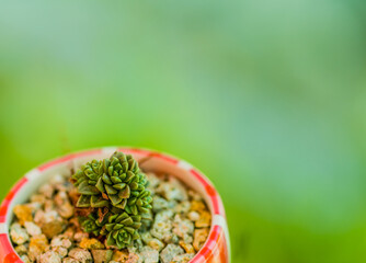 Closeup of green succulent cactus