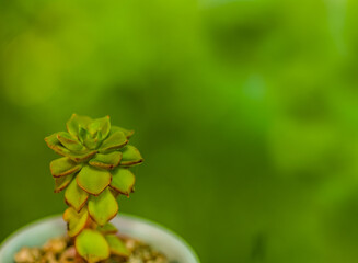 Closeup of green succulent cactus