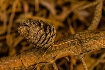 Pine cone on a branch