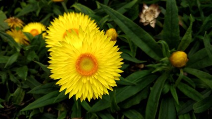 colorful of fresh flower in the garden