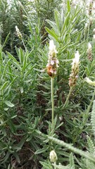 Obraz premium colorful of fresh flower in the garden