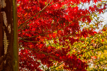 Sugar maple tree with beautiful red leaves