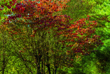 Korean Sun Pear tree with red leaves