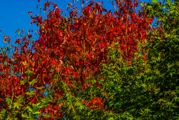 Korean Sun Pear tree with red leaves