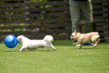 ドッグランで遊ぶフレンチブルドッグとペキニーズ