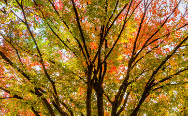 Tree with leaves in fall colors of red, orange and yellow