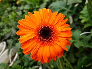 colorful of fresh flower in the garden