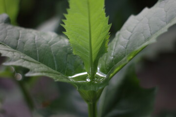 Leaves after the rain