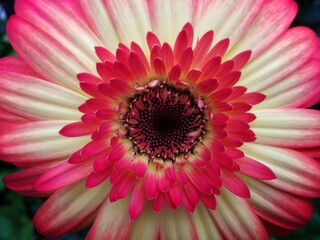 colorful of fresh flower in the garden