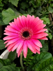 Obraz premium colorful of fresh flower in the garden