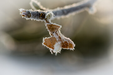 Brown leaf covered with tiny ice crystals