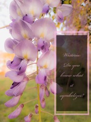 Wisteria with calligraphy text.