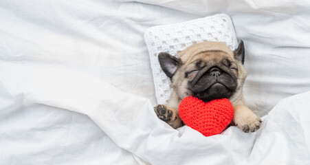 Cute Pug puppy hugs red heart and sleeps on pillow under blanket at home. Top down view. Empty...