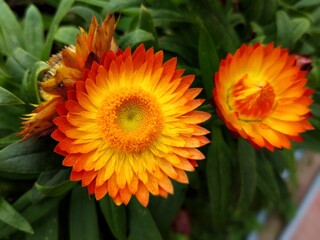 colorful of fresh flower in the garden