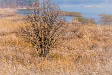 Obraz na płótnie Canvas Leafless tree on bank of lake