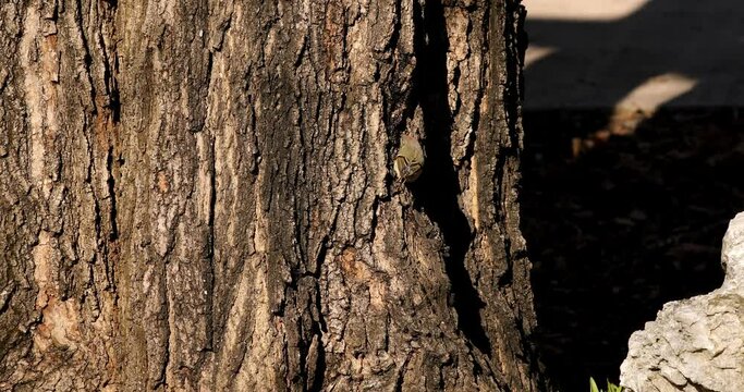 Golden-crowned Kinglet. In the spring, woodpeckers make holes in a tree from which sweet sap flows.
Other birds also fly to these places, drinking this sweet sap