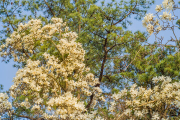 Beautiful white dogwood flowers