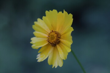 Yellow flower with colorful background