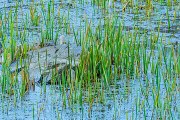 Boulder surrounded by green reeds