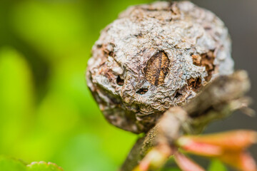 Round seedpod with rough shell