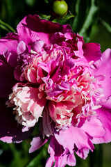 Freshness of spring macro closeup inflorescence of blooming Peony flower.