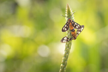 Wasp Moth is Mating in The Morning. Beauty Nature in Macro 