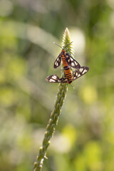 Wasp Moth is Mating in The Morning. Beauty Nature in Macro 