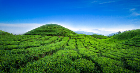 green tea plantations in blue and yellow bright sky
