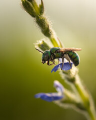 Little Wasp Resting on A little Flowers