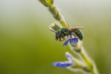 Little Wasp Resting on A little Flowers
