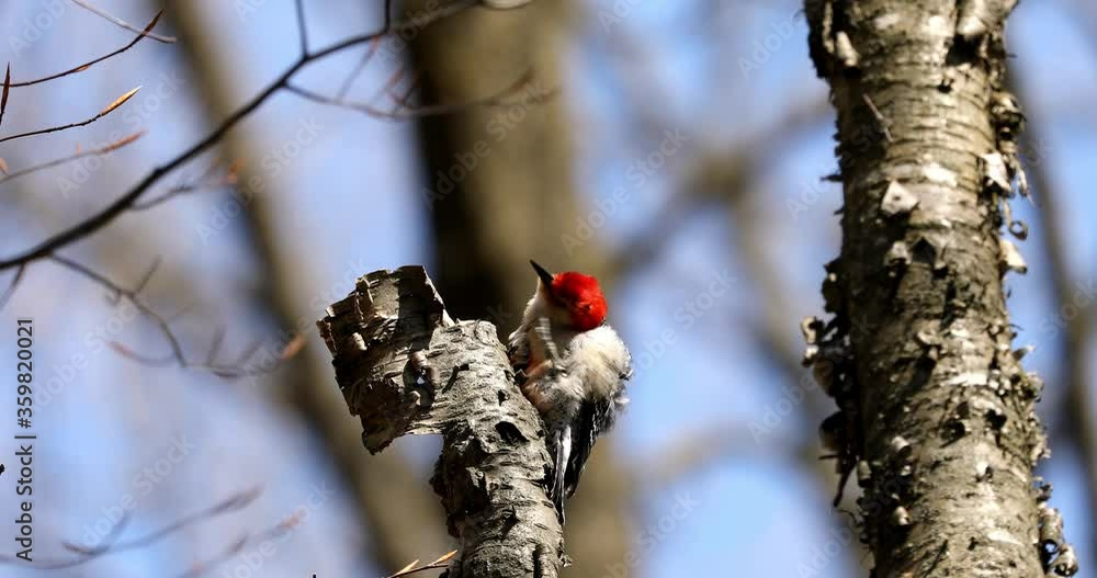 Sticker Bird. The red belied woodpecker in spring. Natural scene from state park of Wisconsin.