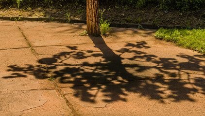 Shadow of tree on sidewalk