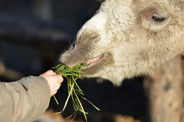 A child feeds a camel with green grass with his hands, a man takes care of animals.