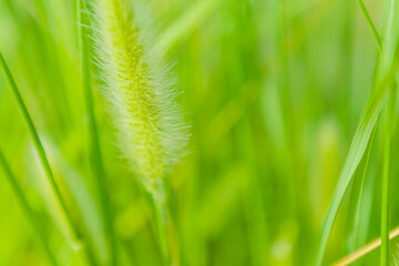 Closeup of fuzzy plant
