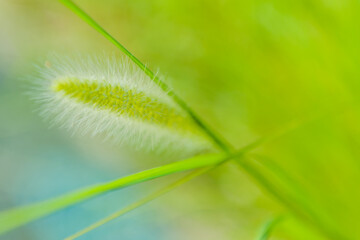 Closeup of fuzzy plant