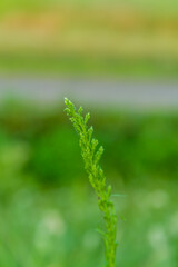 Closeup of thin green plant