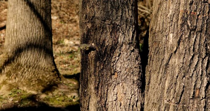 Golden-crowned Kinglet. In the spring, woodpeckers make holes in a tree from which sweet sap flows.
Other birds also fly to these places, drinking this sweet sap