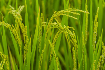 Fototapeta na wymiar Closeup of grains of rice