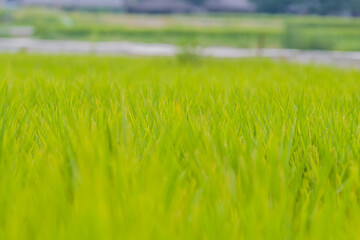 Closeup of rice paddy
