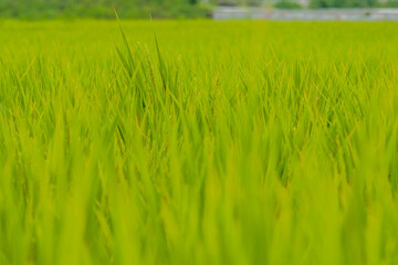 Fototapeta premium Closeup of rice paddy