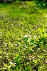 green grass background