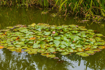 Lily pad with two beautiful lilies