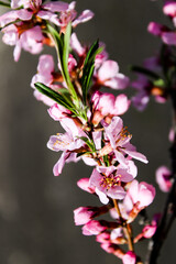 Naklejka na ściany i meble Wild pink fragile almond tree blossom blooming in spring. Beautiful tender flower on sunny day.