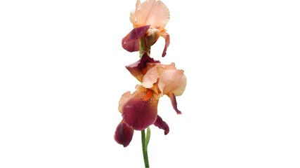 burgundy irises isolated on a white background