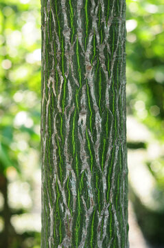 Bark of a Shaving-brush Tree (Psuedobombax ellipticum)