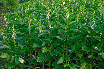 Sesame flowering