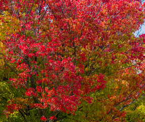 Tree leaves in fall colors