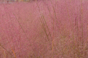 Closeup of field of pink muhly